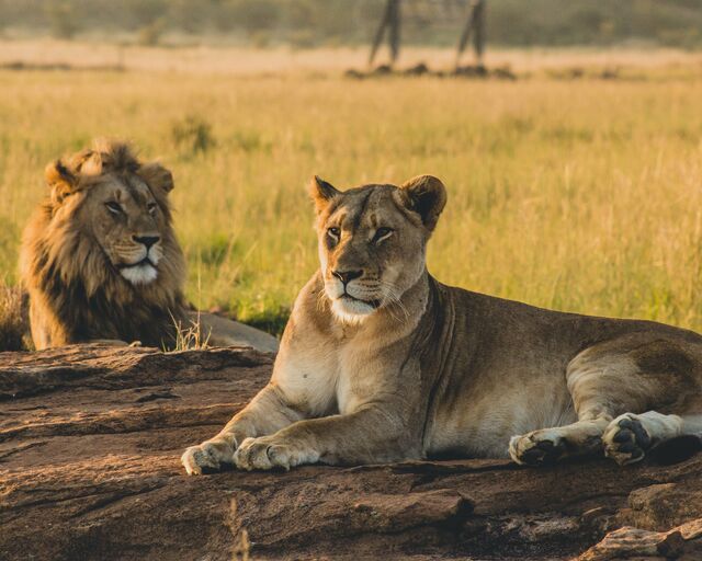 Safaris