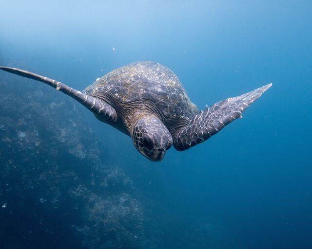 Watamu Turtle Sanctuary